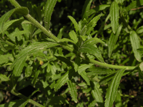 Baccharis plummerae ssp. plummerae